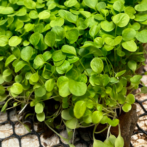 Acquafert Hidroponia Espuma Enraizamento Germinacao Estaquia 1