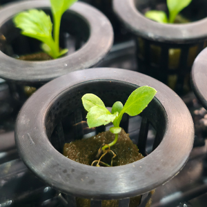 Acquafert Hidroponia Espuma Enraizamento Germinacao Estaquia 2