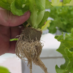 Acquafert Hidroponia Espuma Enraizamento Germinacao Estaquia 3