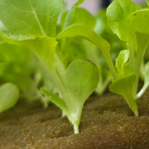 Acquafert Hidroponia Espuma Enraizamento Germinacao Estaquia 4